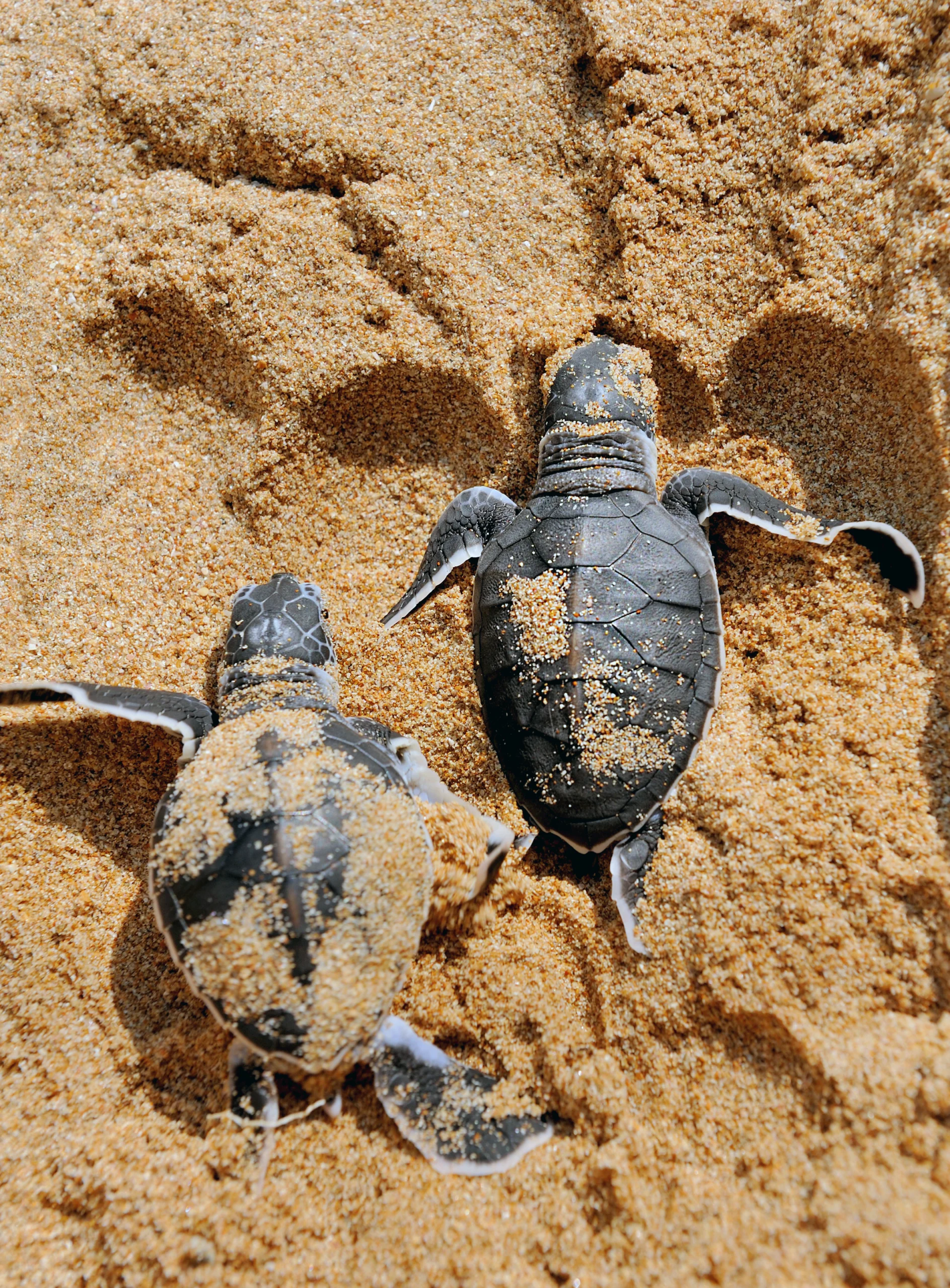 Baby Turtles reaching the ocean